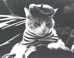 Gatti (285)
